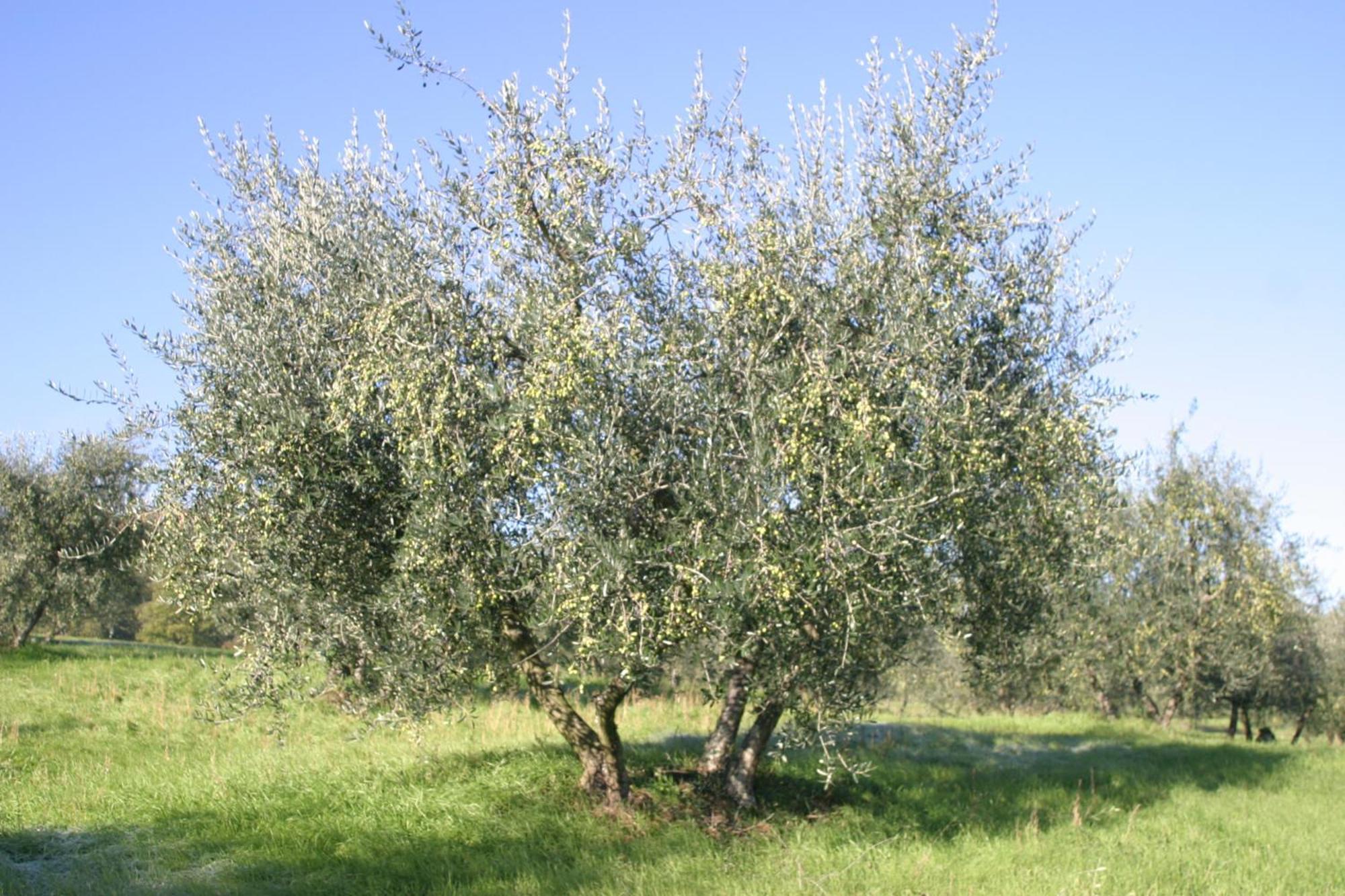 I Gelsi Figline Valdarno