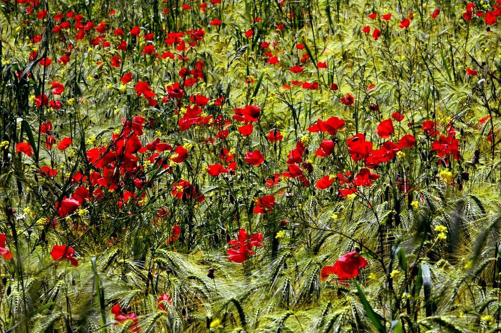 I Gelsi * Figline Valdarno